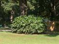 common gardenia